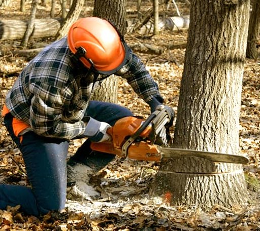 Tree Removal in Lewisville, AR